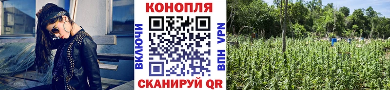 Купить закладки  Кирово-Чепецк  Бошки марихуана сатива 